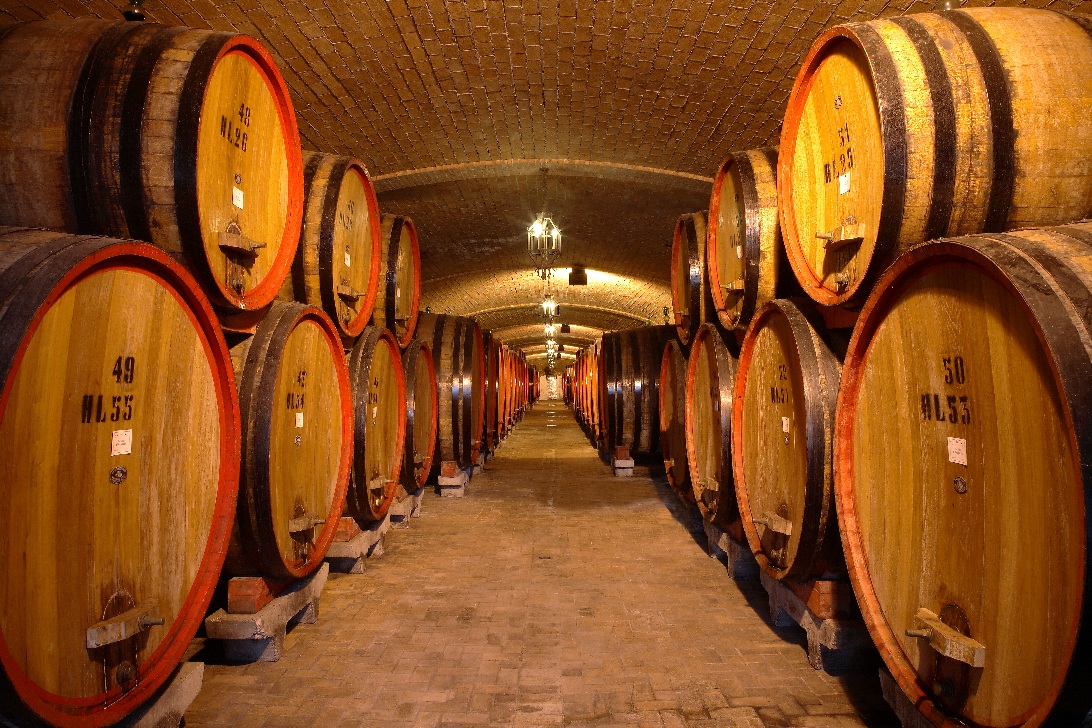 Filari di vite nella Valpolicella Classica, territorio dell'Amarone DOCG